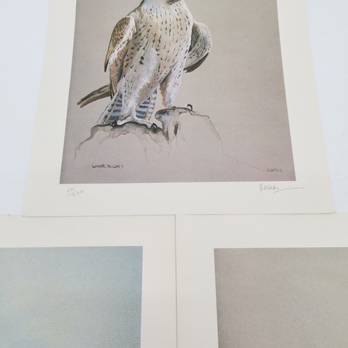 128 - 3 x signed prints of falcons - 2 by B Ryder & 1 by Richard Constable (1932-2015) - 37cm x 28cm ~ all... 