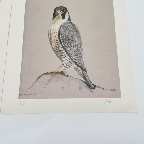 128 - 3 x signed prints of falcons - 2 by B Ryder & 1 by Richard Constable (1932-2015) - 37cm x 28cm ~ all... 