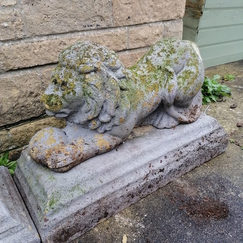 39 - Pair of weathered recumbant lions on rectangular separate plinths 68cm x 43cm high x 28cm wide - som... 