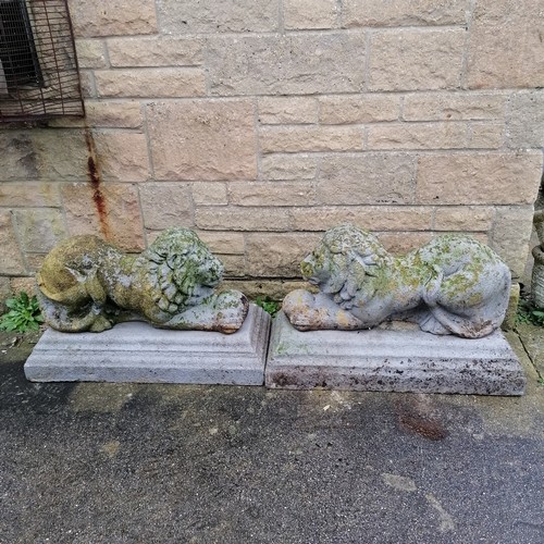 39 - Pair of weathered recumbant lions on rectangular separate plinths 68cm x 43cm high x 28cm wide - som... 