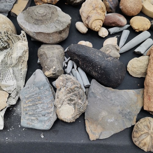 208 - Collection of fossils (some annotated) t/w stone age (?) axe head