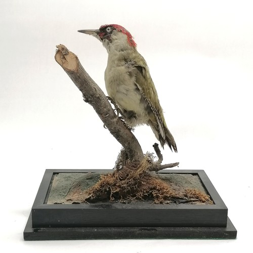 241 - Taxidermied green woodpecker on branch on a wooden base - 32cm high & base 32.5cm x 18.5cm