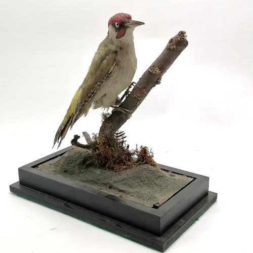 241 - Taxidermied green woodpecker on branch on a wooden base - 32cm high & base 32.5cm x 18.5cm