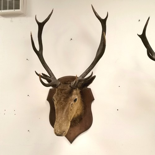 242 - 2 x antique taxidermied stags heads on wooden shields - smallest 12 pointer (93cm across) has a dedi... 