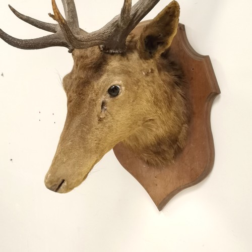 242 - 2 x antique taxidermied stags heads on wooden shields - smallest 12 pointer (93cm across) has a dedi... 