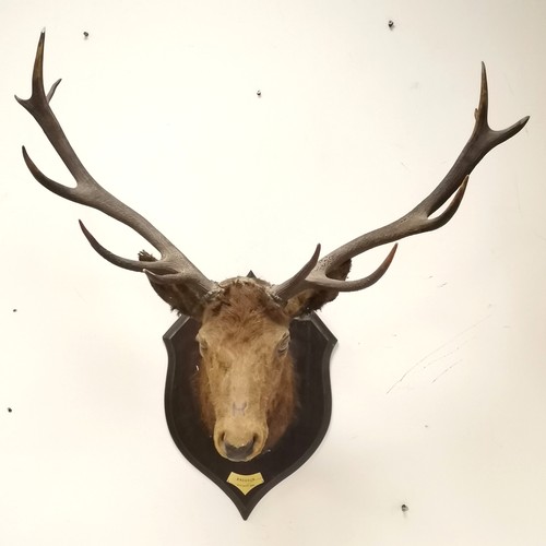 242 - 2 x antique taxidermied stags heads on wooden shields - smallest 12 pointer (93cm across) has a dedi... 