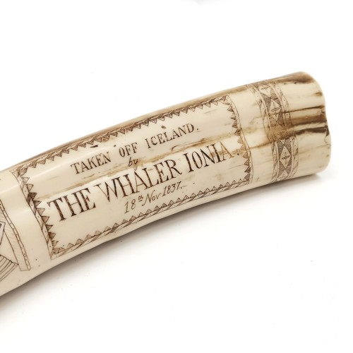 416 - Reproduction scrimshaw style tusk depicting the whaler Ionia - 42cm long