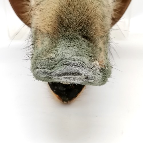 32 - Antique oak shield mounted boars head. Shield measures 36cm x 40cm. Overall good condition.