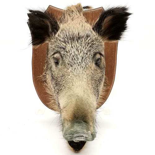 32 - Antique oak shield mounted boars head. Shield measures 36cm x 40cm. Overall good condition.