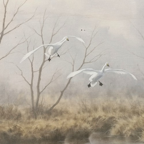 286 - Oil painting on canvas of swans in flight over a river C F Tunnicliffe ? signed and annotated to the... 