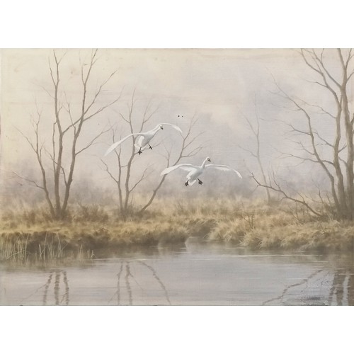 286 - Oil painting on canvas of swans in flight over a river C F Tunnicliffe ? signed and annotated to the... 