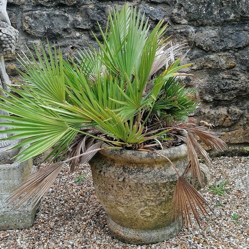 51 - Pair of Sandford Stone planters with horse and chariot detail planted with Fan palms - 42cm high x a... 