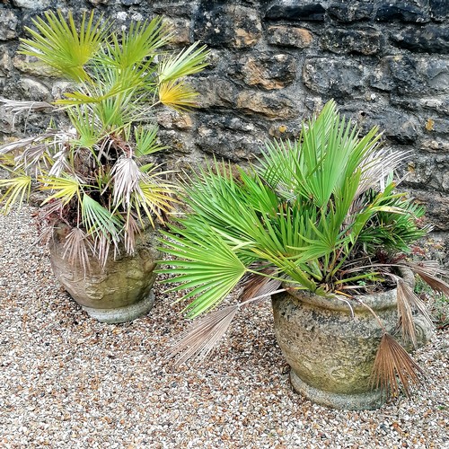 51 - Pair of Sandford Stone planters with horse and chariot detail planted with Fan palms - 42cm high x a... 