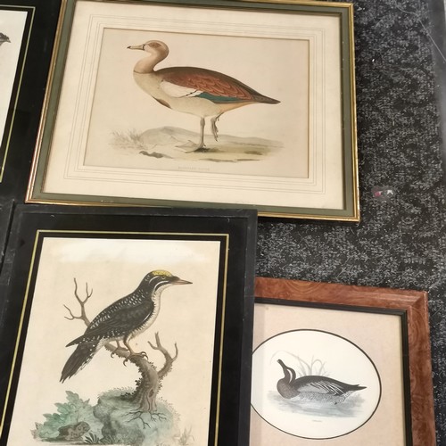 305 - 7 x framed antique prints of birds inc 1748 three toed wood-pecker & horned Indian pheasant etc - la... 