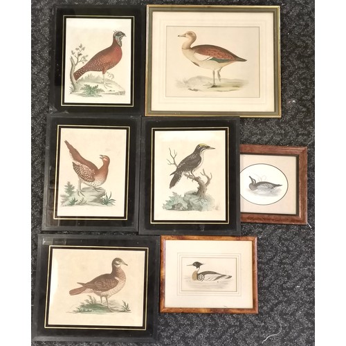 305 - 7 x framed antique prints of birds inc 1748 three toed wood-pecker & horned Indian pheasant etc - la... 