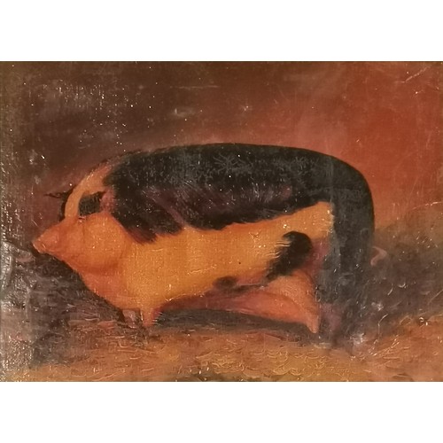 306 - Antique oil painting on canvas of a large pig - original maple frame 40cm x 49.5cm - a/f