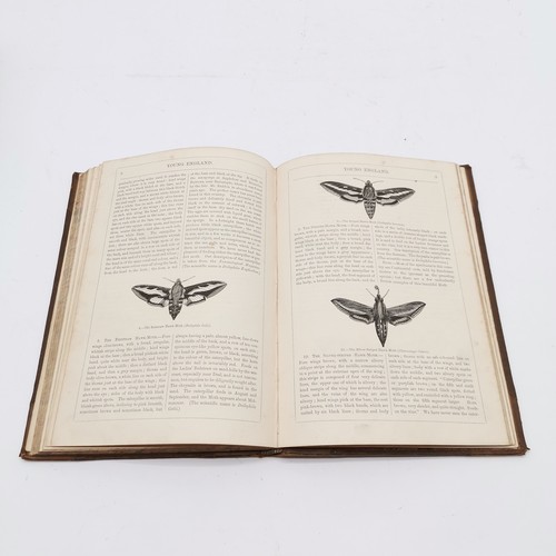 372 - 5 x books - antique British Butterflies by Edward Newman, 1878 Flowers by Taylor, 2 religious books ... 