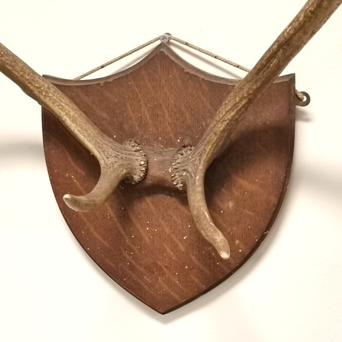 72 - Antique antlers mounted on an oak shield - 44cm across x approx 36cm height