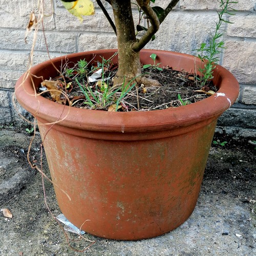 65 - large terracotta planter with camellia bush - planter 37cm high - total height with tree 160cm