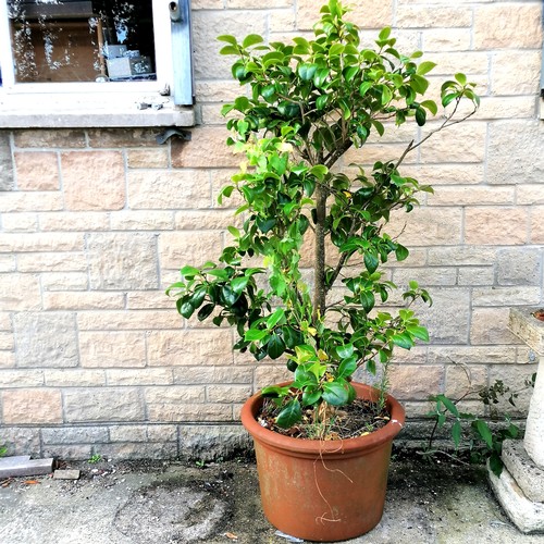 65 - large terracotta planter with camellia bush - planter 37cm high - total hight with tree 160cm