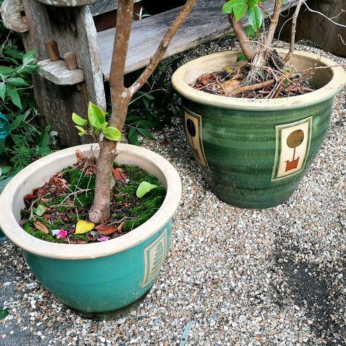 66 - pair of green glazed planters with camellia bushes - largest planter 38cm high and 145cm including b... 