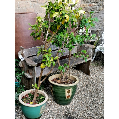 66 - pair of green glazed planters with camellia bushes - largest planter 38cm high and 145cm including b... 