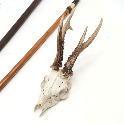 226 - 2 x antique walking sticks - longest 87cm and has metal ferrule t/w skull mounted pair of antlers ~ ... 