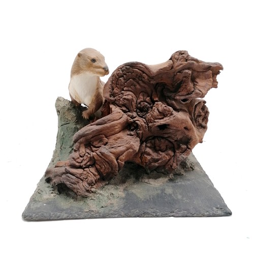 264 - Display model of an otter with natural wood detail mounted on a slate base (21.5cm x 29cm) x 16cm hi... 