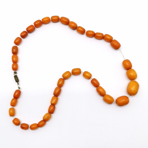 813 - Strand of butterscotch amber graduated beads (loosely strung) - total length 46cm & 19.5g total weig... 