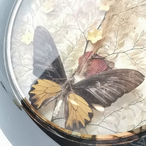 272 - Antique taxidermy study of a birdwing butterfly in a glass convex frame with black surround - 30cm d... 