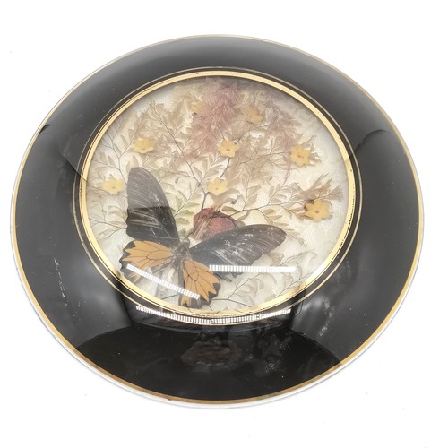 272 - Antique taxidermy study of a birdwing butterfly in a glass convex frame with black surround - 30cm d... 