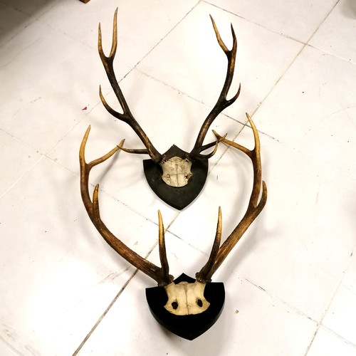 456 - 2 sets of antlers on trophy plaques - largest