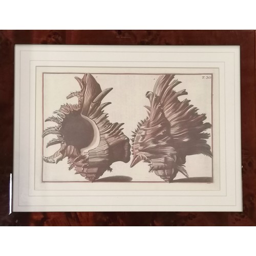 530 - 5 prints of shells 48cm x 40cm