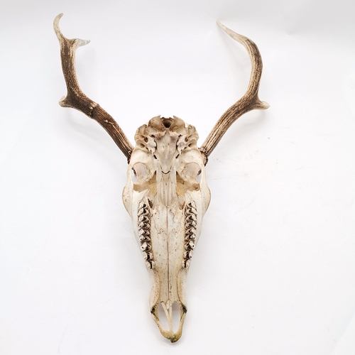 107 - Skull mount pair of deer antlers with 8 points - total length 81cm x 52cm across