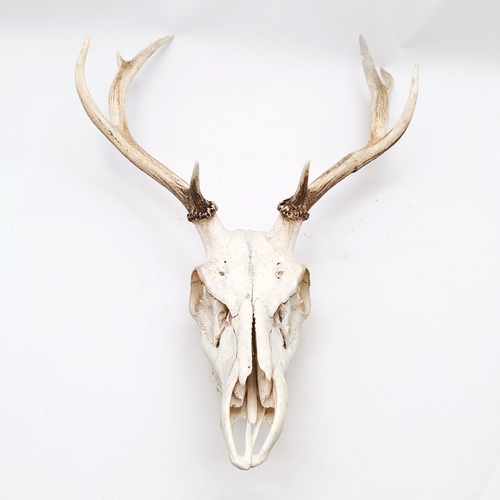 107 - Skull mount pair of deer antlers with 8 points - total length 81cm x 52cm across