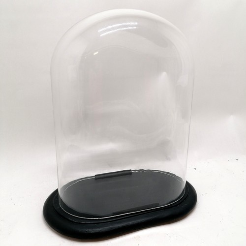 110 - Oval glass dome on ebonised stand - 37.5cm total height & 32cm wide (stand) (dome 34.5cm x 26.5cm x ... 