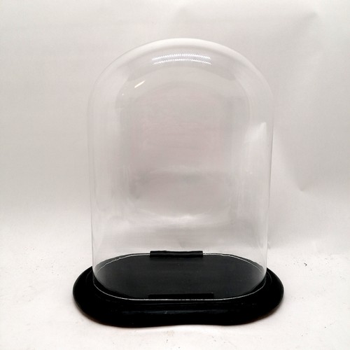 110 - Oval glass dome on ebonised stand - 37.5cm total height & 32cm wide (stand) (dome 34.5cm x 26.5cm x ... 