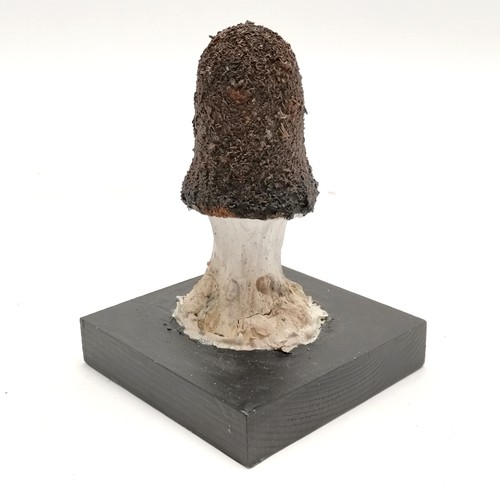 208 - Carved wooden mushroom specimen #32 Vulgaris - 13cm high