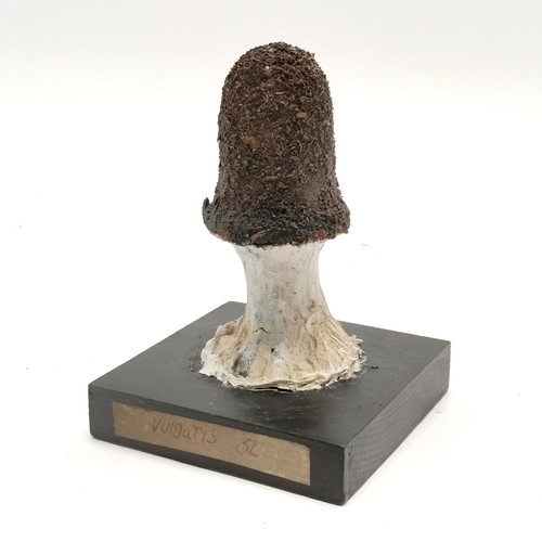 208 - Carved wooden mushroom specimen #32 Vulgaris - 13cm high