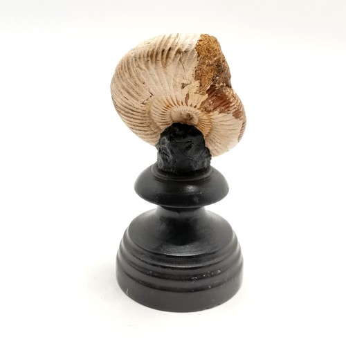 213 - Ammonite fossil mounted on a turned black wooden base #132 - 12.5cm high