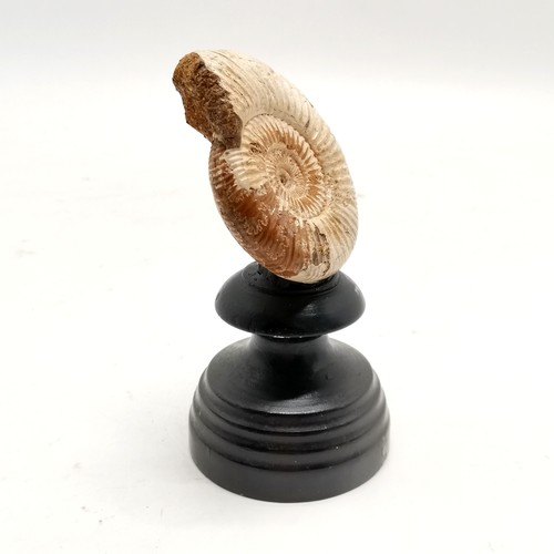 213 - Ammonite fossil mounted on a turned black wooden base #132 - 12.5cm high