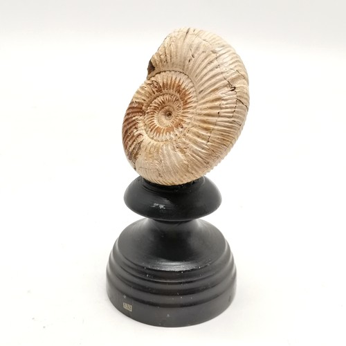 213 - Ammonite fossil mounted on a turned black wooden base #132 - 12.5cm high