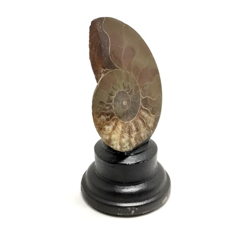 214 - Ammonite cross section fossil mounted on a turned black wooden base #159  - 11.5cm high