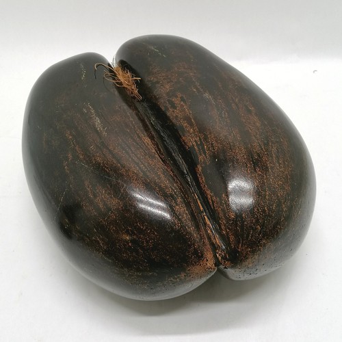 223 - Coco de mer (Lodoicea) seed - 32cm x 25cm across