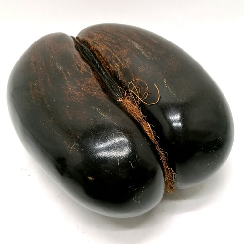 223 - Coco de mer (Lodoicea) seed - 32cm x 25cm across