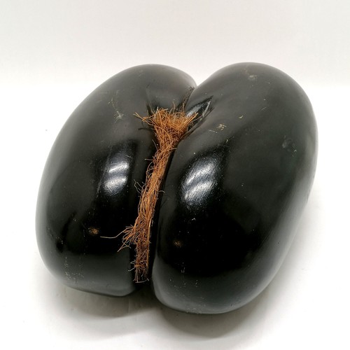 223 - Coco de mer (Lodoicea) seed - 32cm x 25cm across