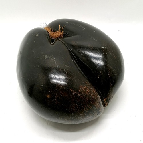 223 - Coco de mer (Lodoicea) seed - 32cm x 25cm across