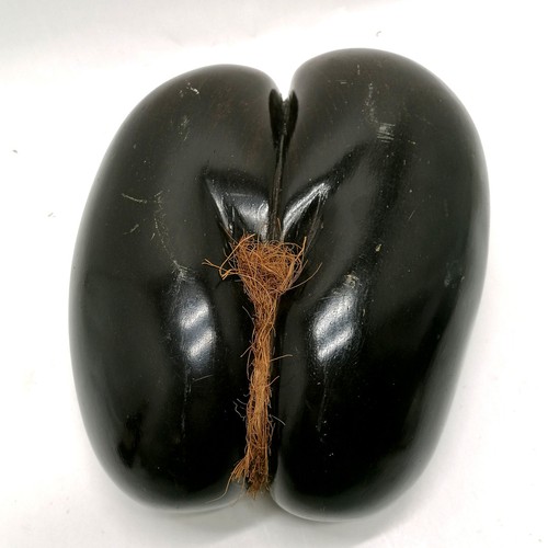 223 - Coco de mer (Lodoicea) seed - 32cm x 25cm across