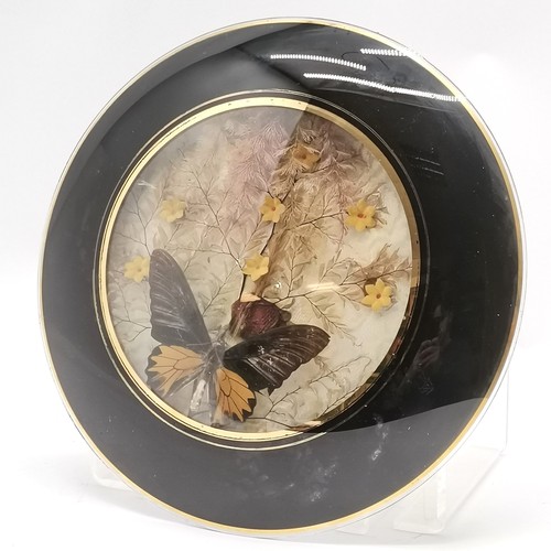 261 - Antique taxidermy study of a birdwing butterfly in a glass convex frame with black surround - 30cm d... 