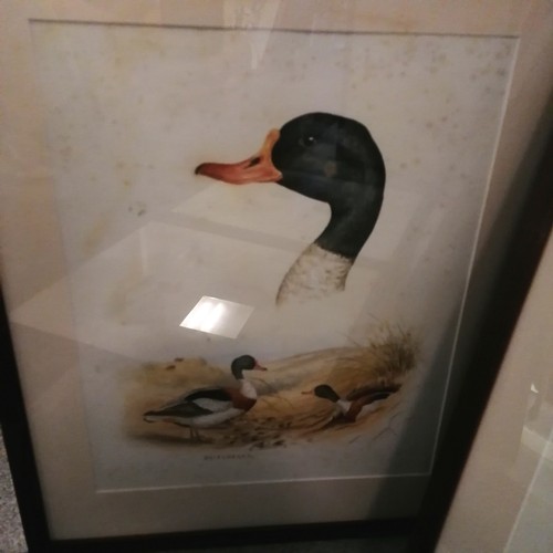 74 - 6 x Frederick Edward Cox watercolour studies of ducks & geese - frames 51cm x 43cm & some toning pre... 